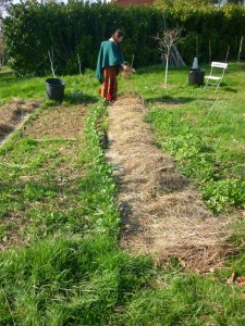 Cultivez l'herbe à chat vous-même - Jardinier paresseux
