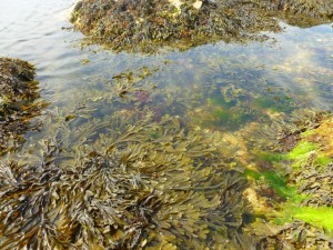 Algues brunes sur le littoral breton