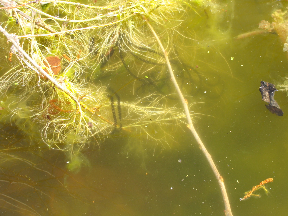 œufs de crapauds communs : ce sont les chapelets noirs accrochés aux plantes aquatiques et aux algues au milieu de la photo.
