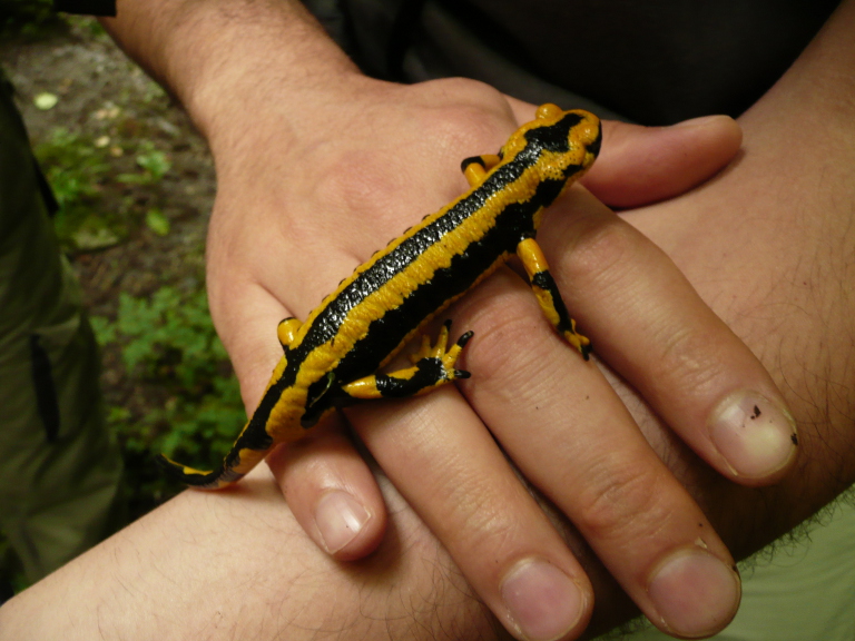 Salamandre de la jungle humide des Baronnies dans les Pyrénées