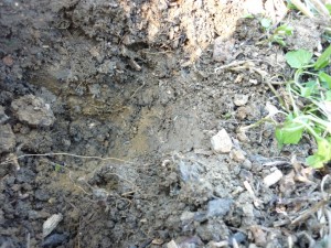 Le sol deux semaines plus tard : les dix premiers centimètres sont remplis de turricules de vers de terre…