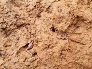 Un ver de terre en train de déféquer : le début de la formation d’un turricule