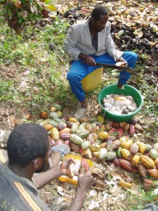 Djomo et Gagnon en train de décortiquer des cabosses de cacao.