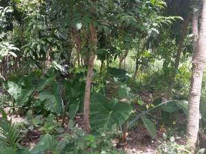 Culture de taro sous des arbres fruitiers dans un jardin de case à Tutu