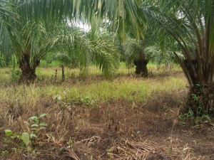 Alignements de palmiers à huile à proximité de Tutu dans une rizière qui sera mise en culture en juillet (malheureusement, comme nous pouvons le voir ici, les lignes d'arbres sont désherbées chimiquement.
