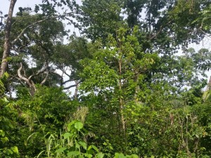 Agroforêt dans laquelle cacaoyers et palmiers à huile sont cultuvés sous un e canopée de grands arbres de brousse (Kapokers, Terminalia, Albizia...)