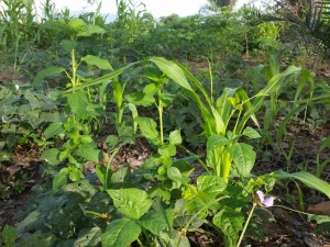 Association de maïs, haricots et ademe (plante locale utilisée pour cuisiner des sauces typiques de la cuisine togolaise.