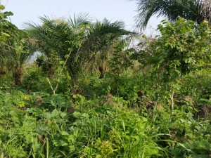 Cultures d'ignames et gombos sous des palmiers à huile