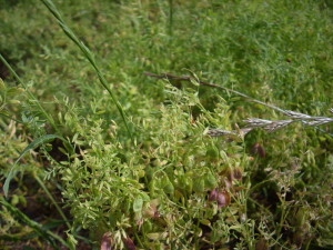 La fameuse lentille verte du Puy cultivée en Haute Loire.