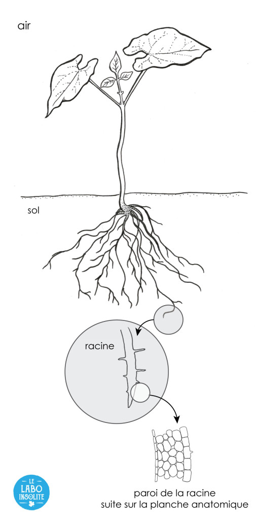 De la plante à la racine ; lieu des échanges pour la formation des nodules.