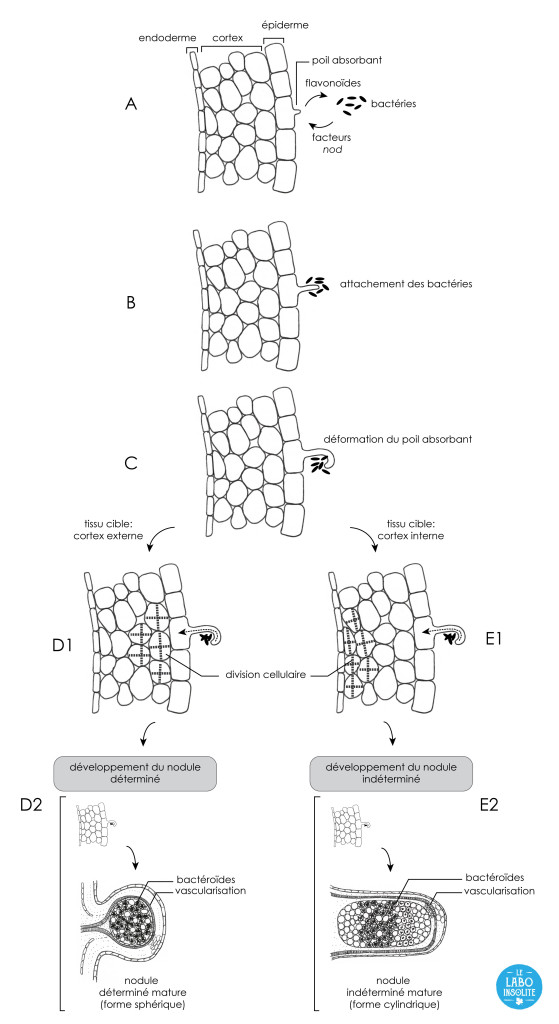 Stades de développement des nodules dans les tissus racinaires (cf. Ferguson et al 2010 pour le développement complet des nodules). 