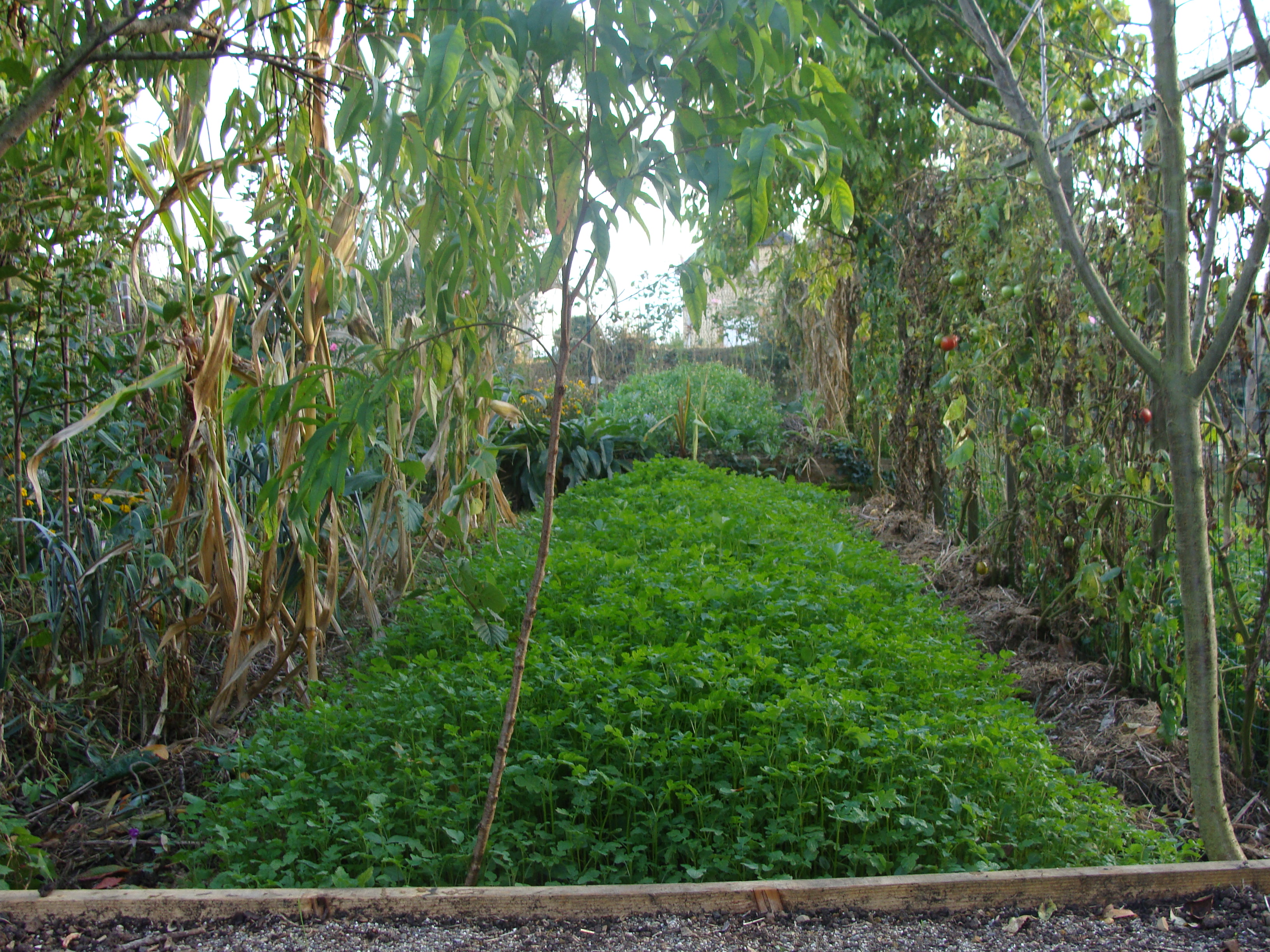 Le sarrasin ou blé noir, un engrais vert pour désherber : semis, plantation