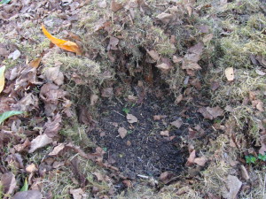 Mulch de feuilles mortes, le sol sous-jacent présente une belle couleur sombre et une structure grumeleuse et stable !